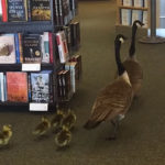 Gęsia rodzina wybrała się na „zakupy” do księgarni