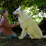 Filmowa adaptacja „O psie, który jeździł koleją” Romana Pisarskiego zapowiedziana na sierpień. Zobacz zwiastun