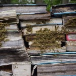 Ogród rozkładających się książek porasta mchem i grzybami
