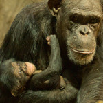 Najmłodszy szympans z warszawskiego zoo dostał imię po komiksowym Tytusie