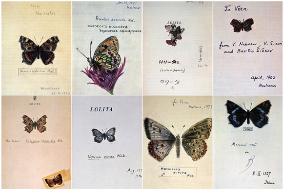Rysunki motyli wykonane przez Nabokova.