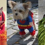Psy przebrane za znane postacie literackie i komiksowe