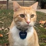 Max – kot, któremu zabroniono wchodzenia do biblioteki, zyskał sławę w prasie i w Internecie