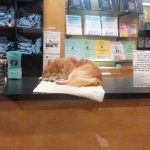 Chester – pies, który został księgarnianym kotem