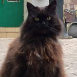 Behemot, kot mieszkający w moskiewskim muzeum Bułhakowa, został porwany. Odnalazł się po kilku godzinach